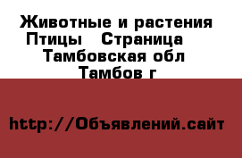 Животные и растения Птицы - Страница 2 . Тамбовская обл.,Тамбов г.